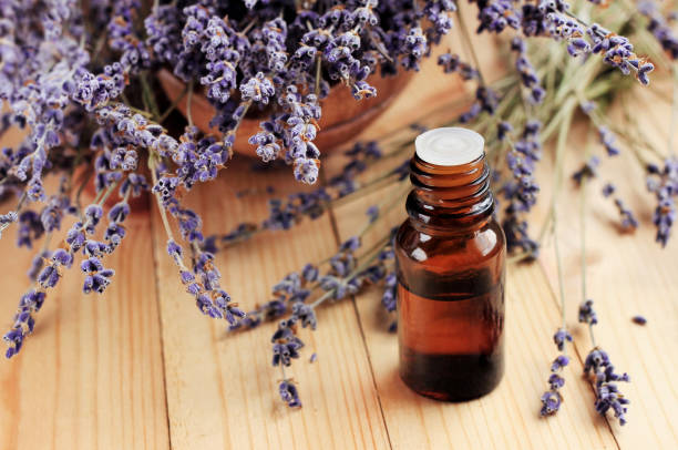 Healing lavender essential oil for beauty treatment and home deodorant Dried purple plant flowers, dark glass dropper bottle, wooden table. Natural aromatherapy. botanical spa treatment stock pictures, royalty-free photos & images