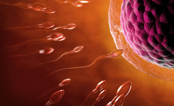 3d illustration of transparent sperm cells swimming towards egg cell stock photo