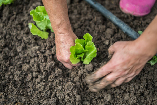 Fresh Lettuce.