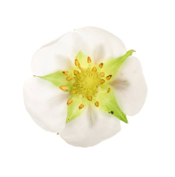 istock flower of strawberry isolated on white background 1005552974