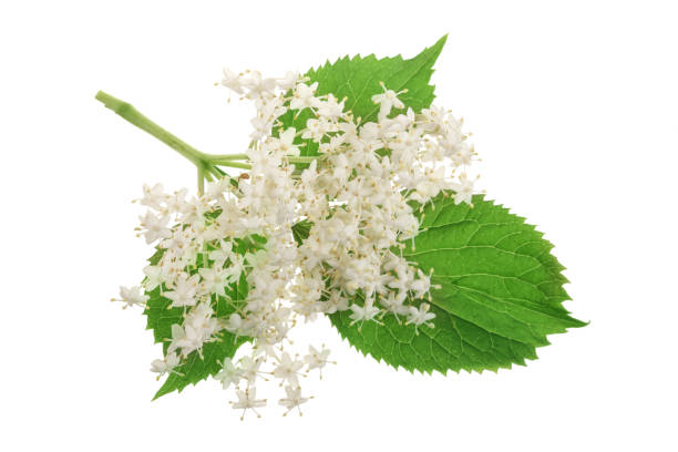 istock Elder flower blossoms isolated on a white background. Medicinal plant 1005552982