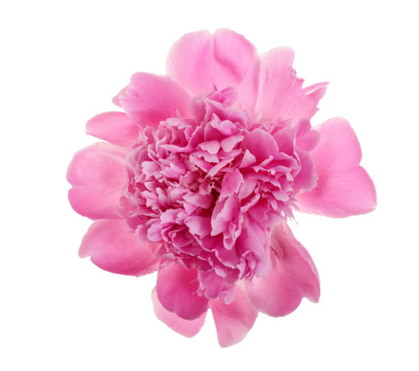 istock pink peony flower isolated on white background close up 1005552986