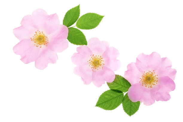 istock Rosehip flower with leaf isolated on white background close up 1005552992