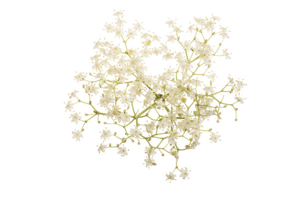 istock Elder flower blossoms isolated on a white background. Medicinal plant 1005553004