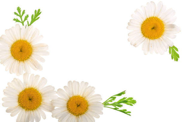 istock chamomile or daisies with leaves isolated on white background with copy space for your text. Top view. Flat lay 1005553010