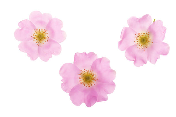 istock Rosehip flower isolated on white background close up 1005553030