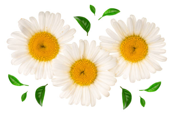 istock Three chamomile or daisies with leaves isolated on white background. Top view. Flat lay 1005553036