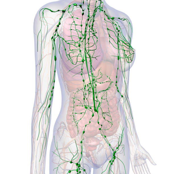 Lymphatic System Internal Anatomy in Female Chest and Abdomen CG image of the lymphatic system within a woman's chest and abdomen areas with other internal organs faded out against a white background. lymph node photos stock pictures, royalty-free photos & images