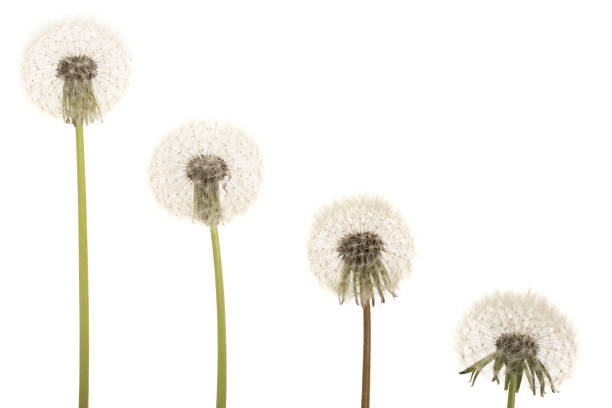 istock Old dandelion isolated on white background closeup with copy space for your text 1005553186