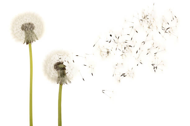 istock Old dandelion isolated on white background closeup 1005553198