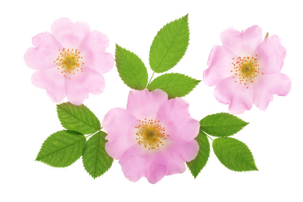 istock Rosehip flower with leaf isolated on white background close up 1005553212