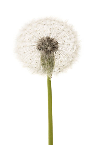 istock Old dandelion isolated on white background closeup 1005553218