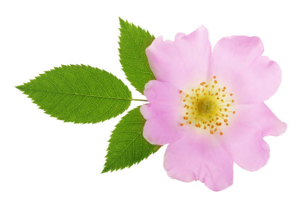 istock Rosehip flower with leaf isolated on white background close up 1005553228