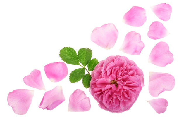 istock wild rose blooming flower isolated on a white background 1005553238