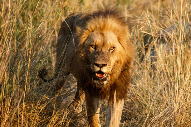 istock Dominant Male Lion South Africa 1005555984