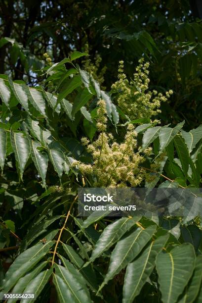 Götterbäume Altissima Stockfoto und mehr Bilder von Ast - Pflanzenbestandteil - Ast - Pflanzenbestandteil, Baum, Baumblüte