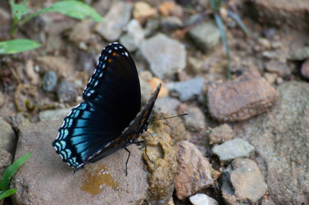 A blue morphos butterfly tries out it's wings for the first time.