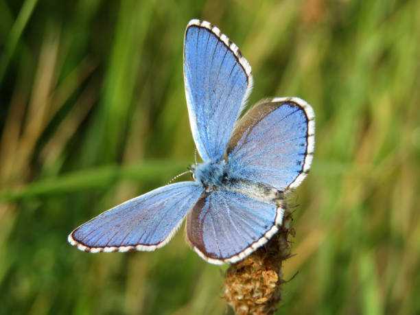 istock Common Blue (Polyommatus icarus) butterfly sitting on a plant, close-up 1005561574
