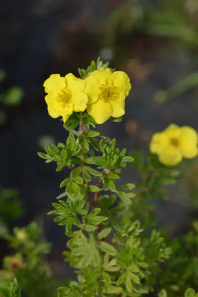 Shrubby Cinquefoil Kobold - Latin name - Potentilla Fruticosa Kobold