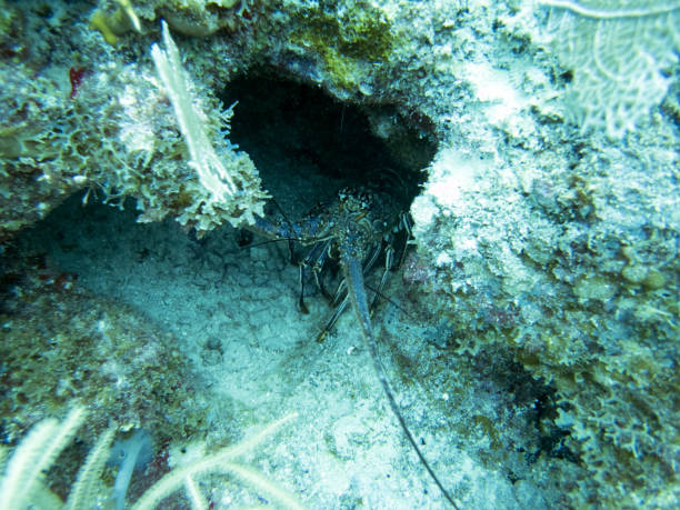 istock Spiny lobster in front of its cave 1005578348