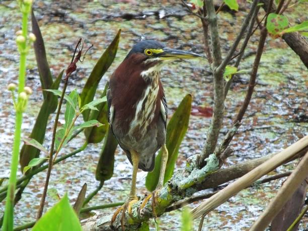 green heron (butorides virescens)  - virescens stock-fotos und bilder