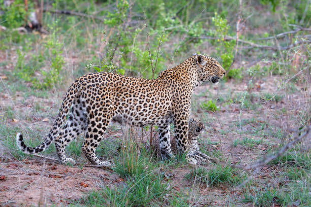 istock Leopard in South Africa 1005589472