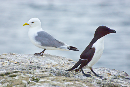Razorbill and Kittiwake standing on a cliff.