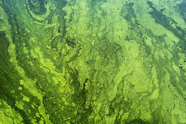 green algae on the surface of the water. flowering water as background or texture