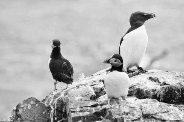 Razorbill and Puffins on a cliff