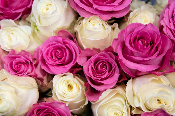 istock Pink and white rose background - top view - blurred with shallow focus - beautiful and romantic 1005593474