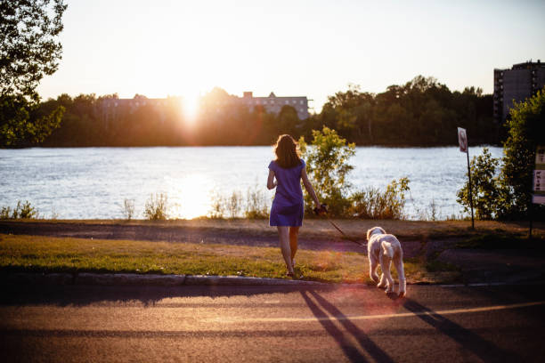 istock Woman taking a walk with her dog at sunset 1005596600