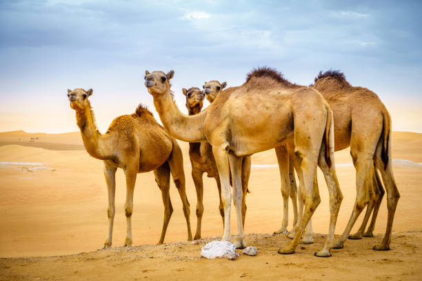 istock Wild camels in the desert 1005596700