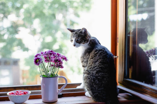 istock Cat sitting on a window sill with flowers 1005599342
