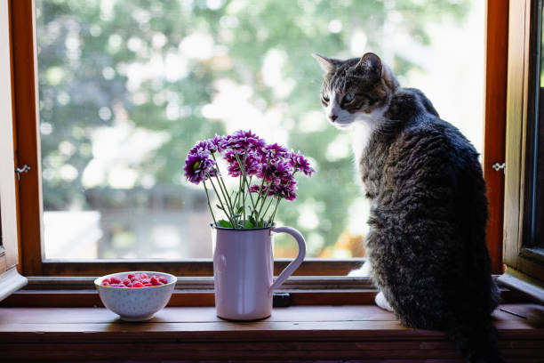 istock Cat sitting on a window sill with flowers 1005599348