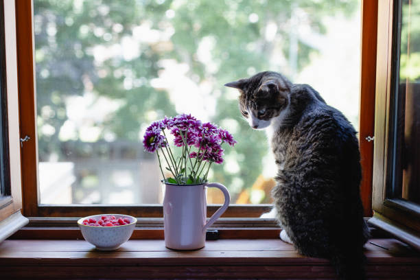 istock Cat sitting on a window sill with flowers 1005599368