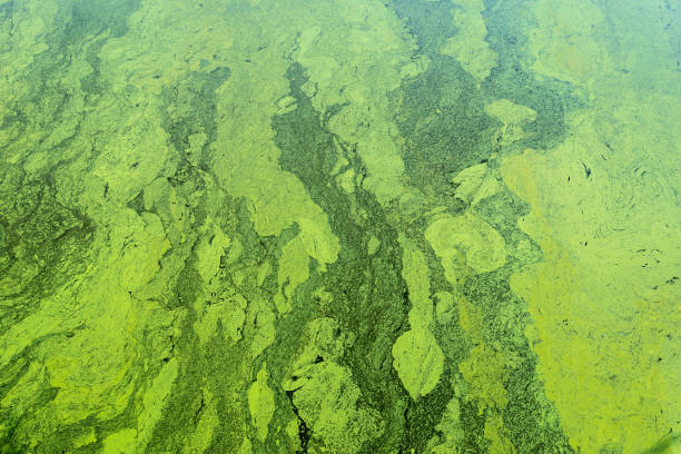 istock green algae on the surface of the water 1005599820