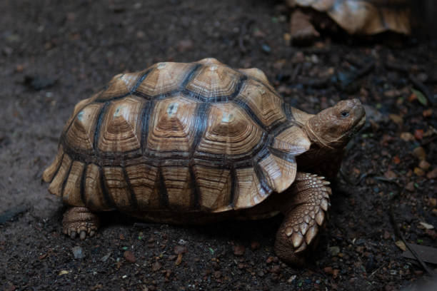 istock Sulcata Tortoise walking on the ground 1005599924