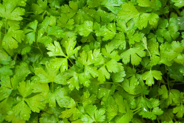foglie verdi di prezzemolo - flower bed plant spring selective focus foto e immagini stock