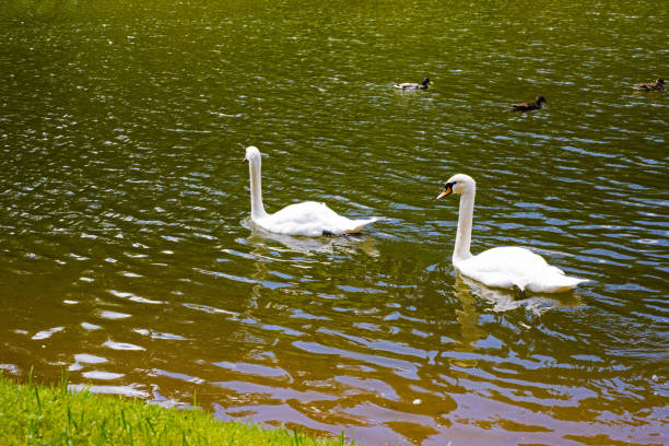 Big white swan on lake near coast.