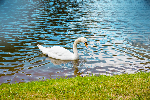 Big white swan on lake near coast.