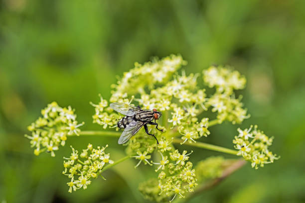 istock big black fly on flower. Sunny summer day. 1005613128