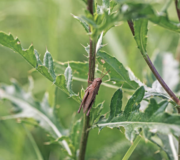 istock Green grasshopper sitting on flowering clover 1005613130