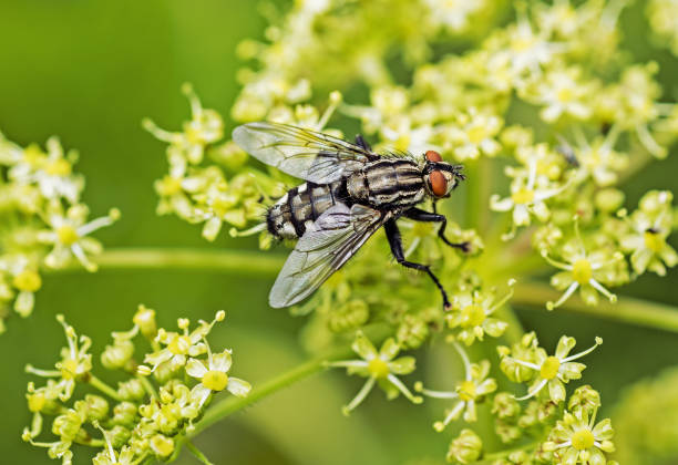 istock big black fly on flower. Sunny summer day. 1005613134