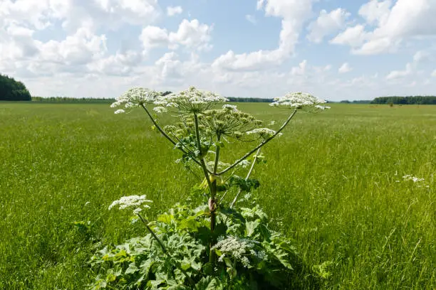 cow parsnip blooms on a meadow in summer.