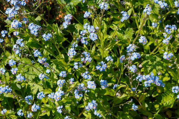 istock Blue forget-me-not flowers in a garden 1005613562