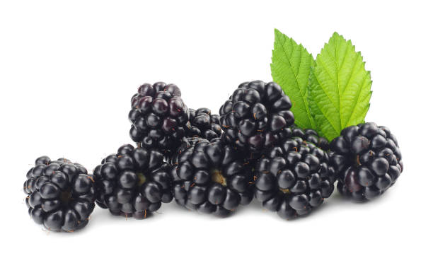 blackberries with green leaf isolated on white background. macro