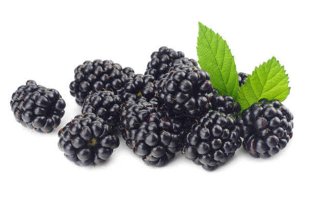 istock blackberries with green leaf isolated on white background. macro 1005618750