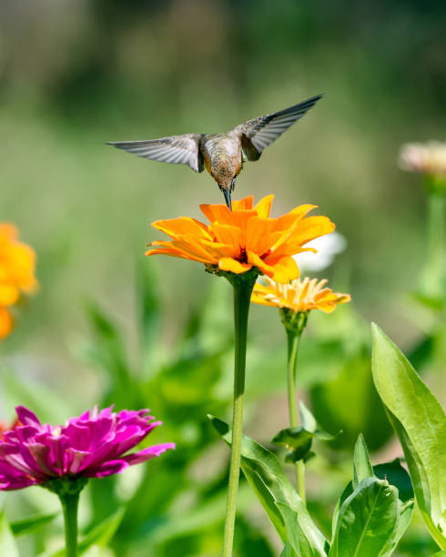 istock Hummingbird on Orange Zinnia 1005621620