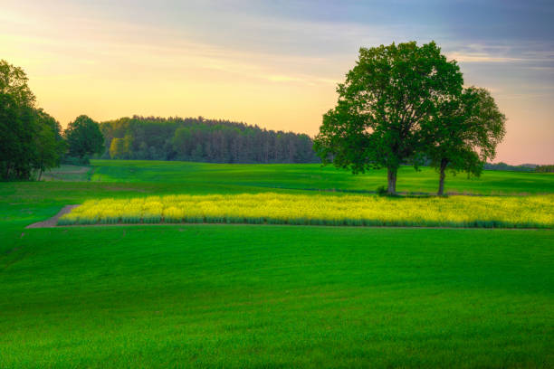 istock Spring landscape oaks and colza 3 1005624526