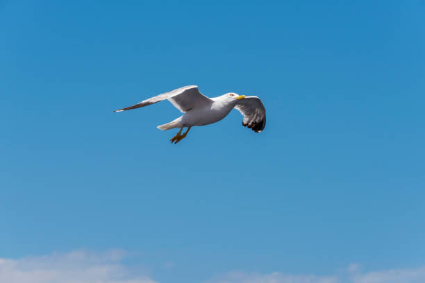 eine möwe fliegt in blauer himmel - wildlife tracking tag stock-fotos und bilder